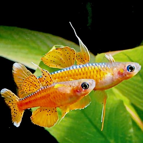 Pseudomugil paskai - Yeux bleux de paskai / luminatus